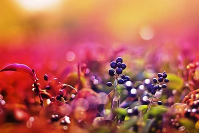 WILD BERRIES WALLPAPER   (