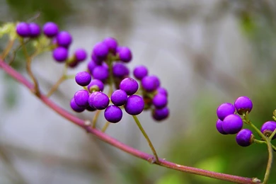 Download Wallpapers 3840x2400 Branch, Nature, Berries, Violet ...