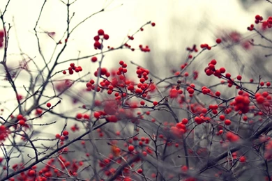 Red Berries On Branches Wallpapers   Free Wide HD Wallpapers