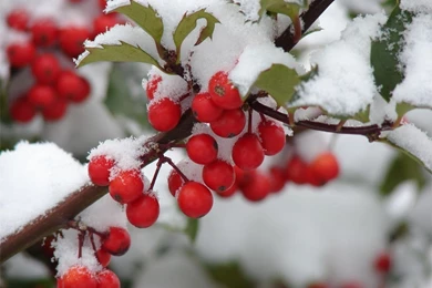 Christmas Berries Wallpapers   Crazy Frankenstein