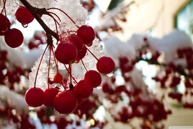 Download Redcurrant Berries Wallpapers 1920x1080