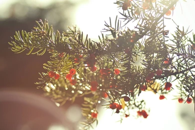 Yew Berries Wallpapers   Photography Wallpapers