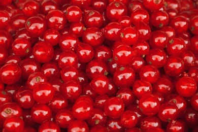 Redcurrant Berries HD Desktop Wallpapers : High Definition ...