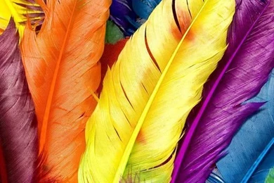 Miscellaneous Backgrounds Multi Colored Feathers Ipad 2 Hd ...