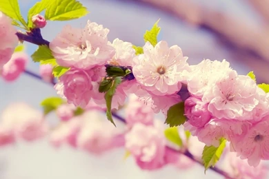 Spring Blossom HD Desktop Wallpapers : High Definition : Fullscreen ...