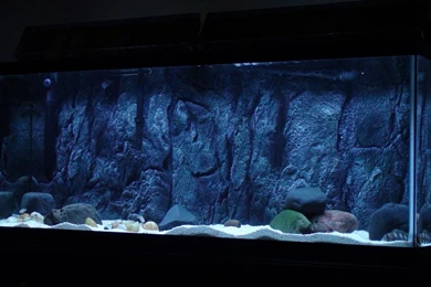 Installing A 3d Backgrounds In An Established Tank   Designs By ...