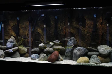 Videos   Designs By Nature   3D Aquarium BackgroundsDesigns By ...