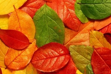 Wallpapers Weekends: Amazing Fall Leaves Pack For iPhone 5