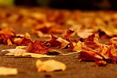 Nature Fall Orange Leaves Road Bokeh iPhone 6 Wallpapers Download ...