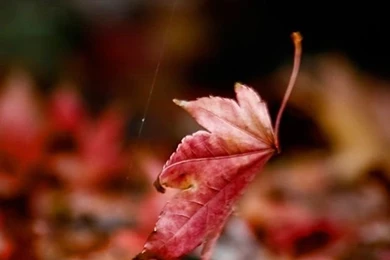 Fall Wallpapers For iPhone 5