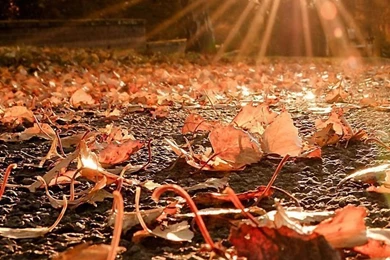 Download Free: HD Iphone 6 Wallpapers Fall   Ubaid Sheikh