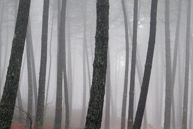 Fall iphone wallpaper 4.jpg