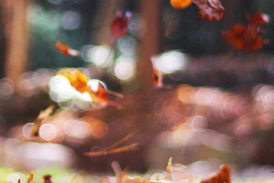 Fall Leaves Nature Tree Year Sad Iphone 6 Plus Wallpapers