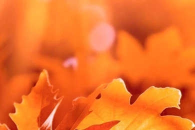 32 Autumn Wallpapers For PC Backgrounds, IPhone, Android And ...