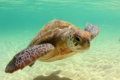 Beautiful Sea Turtle Wallpapers 1440x900 Wallpapers,Turtle 1440x900 ...