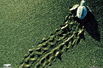 Turtle HD Wallpapers