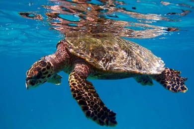 194 Turtle HD Wallpapers