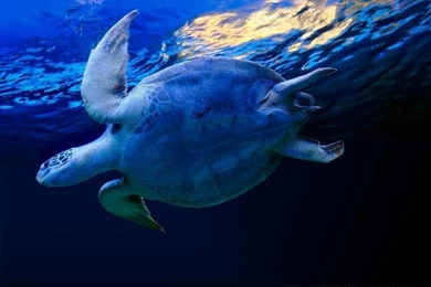 Kelly Blog: Turtle Backgrounds