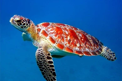 Turtle Wallpapers Free Download 42599 Full HD Wallpapers Desktop ...