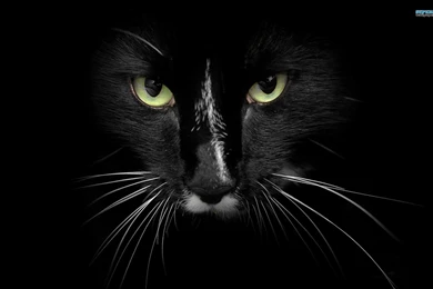 3D Hd Wallpapers 1080P   1894559