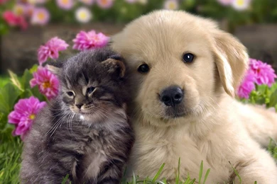 Dogs Wallpapers Free Download_animal Wallpapers_download Free ...
