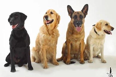 Download Dogs Beautiful Dogs The Free Wallpapers