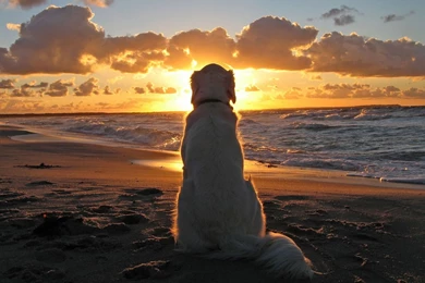 30 Beautiful Dog Wallpapers
