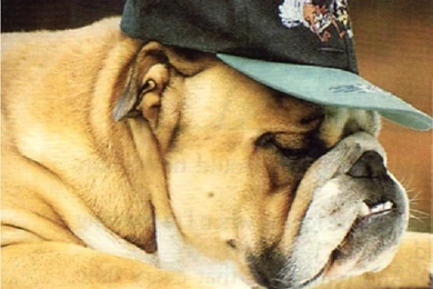 Dogs Wallpapers Free Download_animal Wallpapers_download Free ...