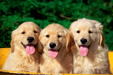 Cute Dogs Wallpapers