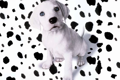 Cuteness!   Dogs Wallpapers (248630)   Fanpop
