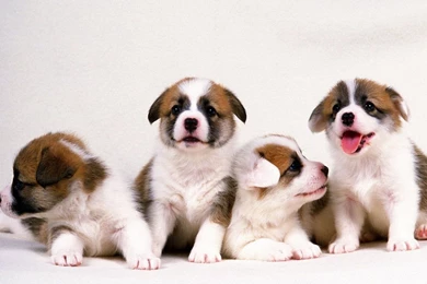 Dog Wallpapers 1440x900 Wallpapers, 1440x900 Wallpapers & Pictures ...