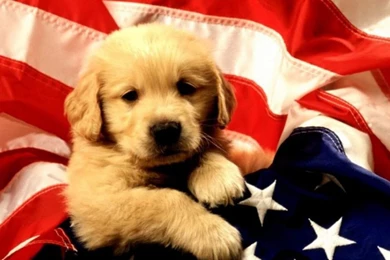 Cute Dogs Wallpapers HD (91)