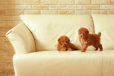 Dog Wallpapers   Dogs Wallpapers (16120004)   Fanpop