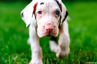 Dog Wallpapers   Dogs Wallpapers (14050881)   Fanpop