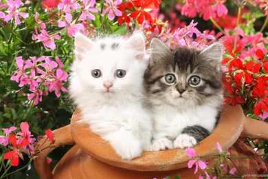 Lots Of Kittens Wallpapers   Wallpaper.