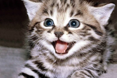 Cute Wallpapers   Cute Kittens Wallpapers (10501757)   Fanpop