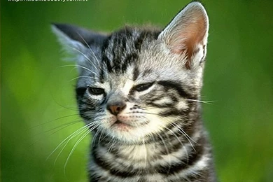 Kittens and cats wallpaper 213.jpg