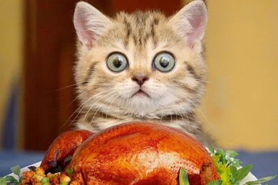 Funny Kitten With Big Eyes HD Wallpapers   Cool Wallpapers