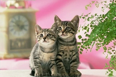 Super Cute Little Kittens Wallpapers 142   Wallcoo.net