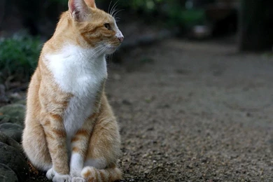 Hd Cat Wallpapers, Kittens, Kitten Images, Amazing, Cute Animals ...