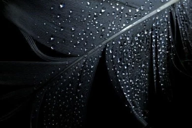 25 Stylish And Graceful Black Wallpapers