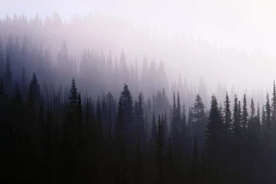 467 Fog HD Wallpapers