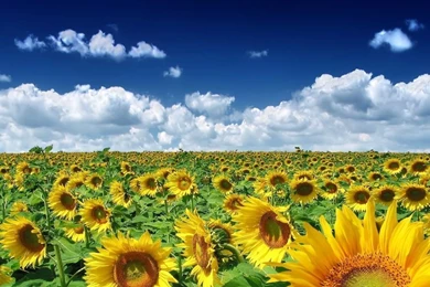 Sunflower Hi Res Backgrounds   Splendid Wallpapers HD