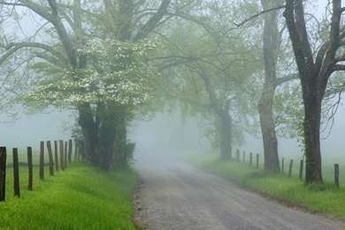 467 Fog HD Wallpapers