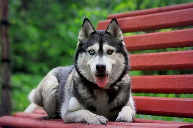 Siberian Husky Wallpapers
