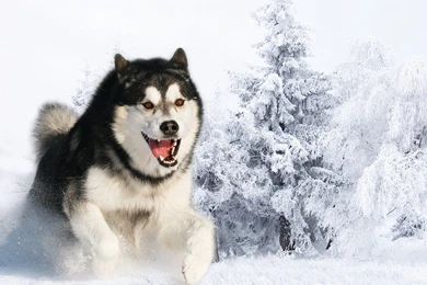 Siberian Husky Wallpapers