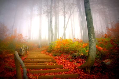 Fog Wallpapers HD   HD Images New