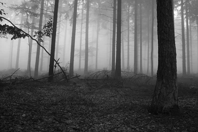 Fog Forests Trees Wallpapers (