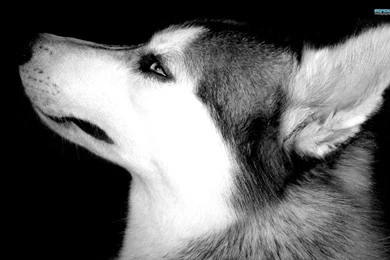 CUTE SIBERIAN HUSKY WALLPAPER WALF1029