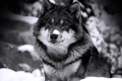 Blue Eye Siberian Husky Wallpaper Backgrounds